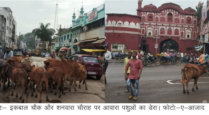 प्रमुख चौराहो पर आवारा पशुओं का सामराज्य अंकुश लगाने में निगम प्रशासन फेल