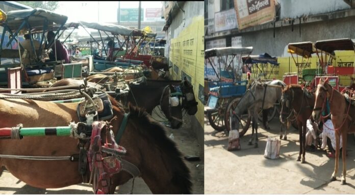 तांगा चालकों के समक्ष है रोटी रोजी की समस्या कोरोना और बेरोजगारी ने तोड़ी कमर