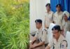 गांजे की प्रतिबंधित अवैध खेती आरोपी गिरफ्तारपुलिस ने मादक पदार्थ अधिनियम में केस किया दर्ज