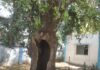 अस्पताल परिसर में दुर्घटनाओं को निमंत्रण देता खोखला पेड़ जिम्मेदारों का नहीं ध्यान
