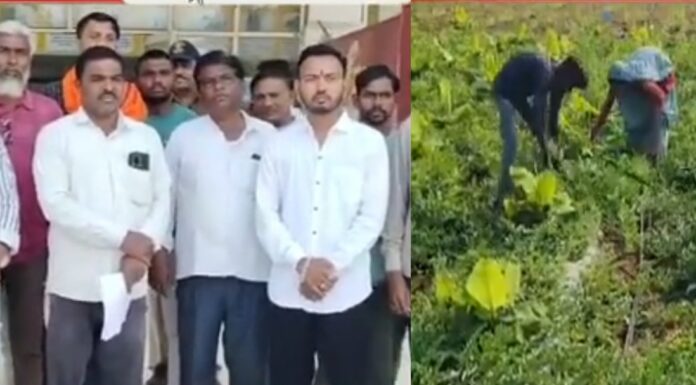 मौसम आधारित फसल बीमा नहीं होने से तरबूज काश्तकारो को नुकसान