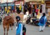 आवारा पशुओं का मुख्य बाजार में डेरा स्कूली छात्राओं को लग रहा डर