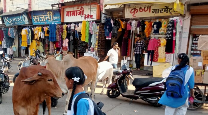 आवारा पशुओं का मुख्य बाजार में डेरा स्कूली छात्राओं को लग रहा डर