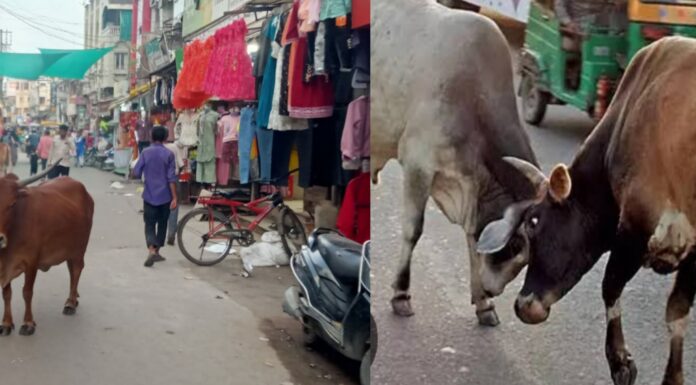 आवारा पशुओं का आतंक नगर निगम की लापरवाही उजागर