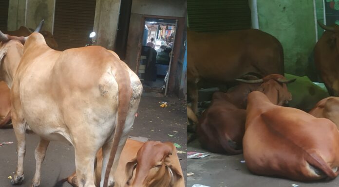 आवारा पशु विचरण मामले में जिले के मुखिया की नाराजगी और निर्देशों का नहीं ख्याल