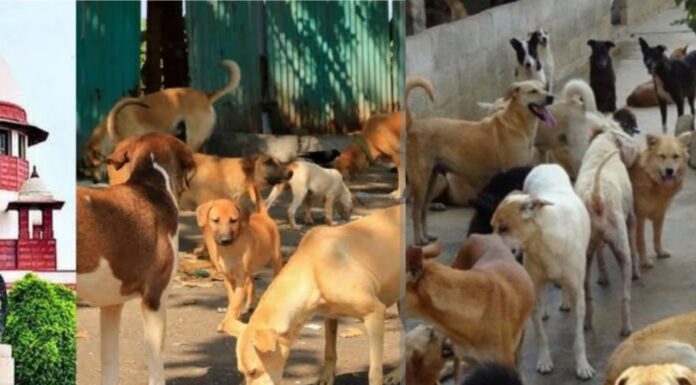 आवारा कुत्तों पर सुप्रीम फटकार शहर में नहीं दिखा असर