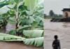 कड कड़ाती बिजली के बीच झमाझम बारिश फिर तबाह हुई केले की फसल