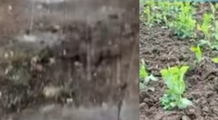 बे-मौसम बारिश खेती किसानी के लिए हानिकारक आम जनजीवन भी प्रभावित