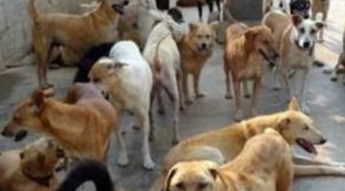 शहर में बढ़ता आवारा कुत्तों का आतंक लापरवाही के कारण बिगड़ते हालात