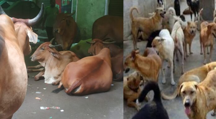 शहर में आवारा पशु और कुत्तों की बढ़ती समस्या नगर निगम मौन