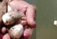 सैकड़ो मछलियों ने ताप्ती नदी में तोड़ा दम शुद्धिकरण पर उठ रहे सवाल