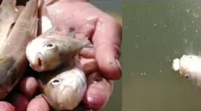 सैकड़ो मछलियों ने ताप्ती नदी में तोड़ा दम शुद्धिकरण पर उठ रहे सवाल